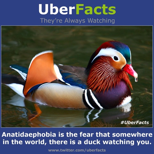 Anatidaephobia is the fear that somewhere in the world, there is a duck watching you.